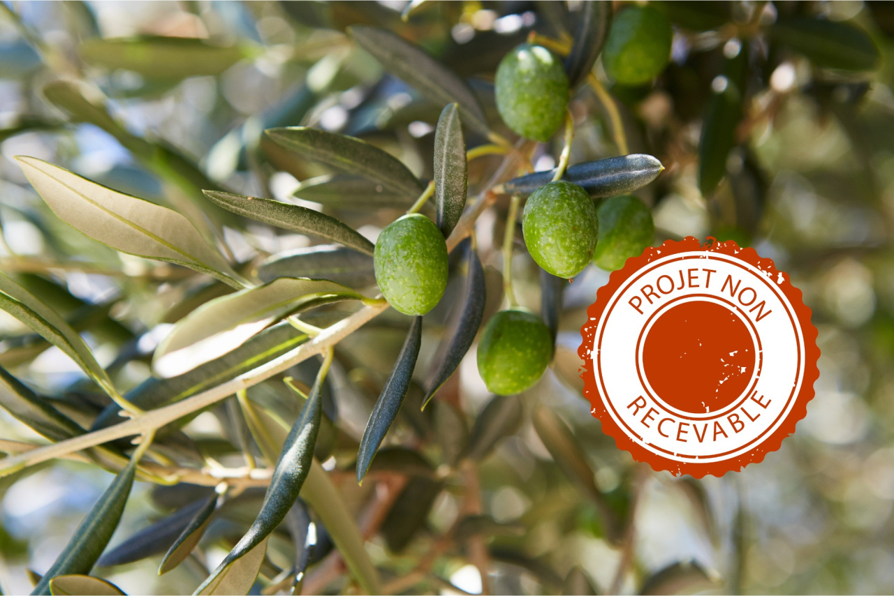 Image d'illustration pour : Planter des oliviers pour produire de l'huile d'olive du sud-ouest Image d'illustration pour : Planter des oliviers pour produire de l'huile d'olive du sud-ouest
