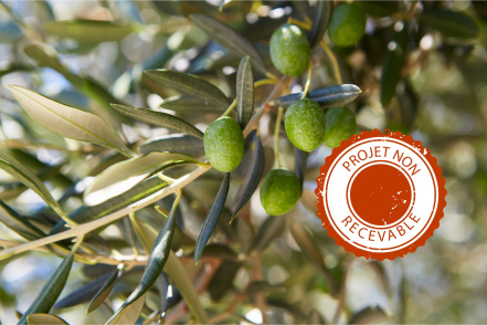 Image d'illustration pour : Planter des oliviers pour produire de l'huile d'olive du sud-ouest